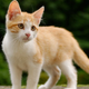 This isn't the kitten Taylor Swift got, but it IS available under a Creative Commons license! Who's a good kitty? Who's a good kitty?!
